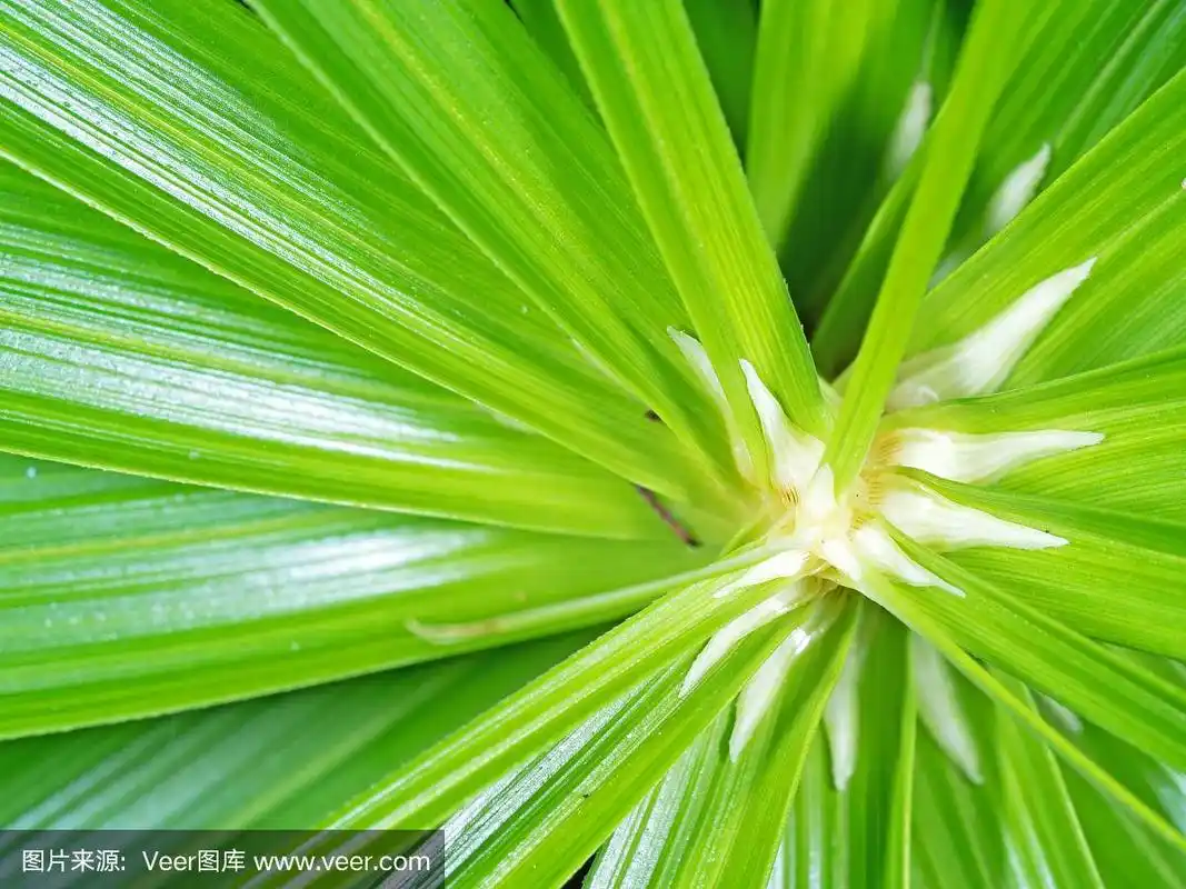 伞状植物,特写,莎草,伞,美