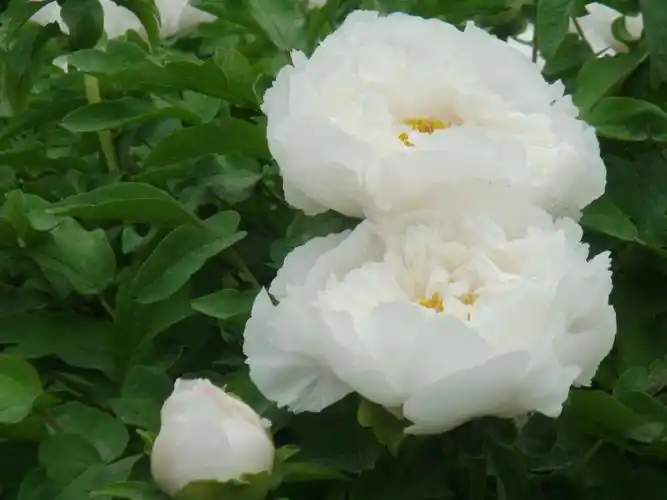 洛阳行(二)白牡丹——皎皎暖含光