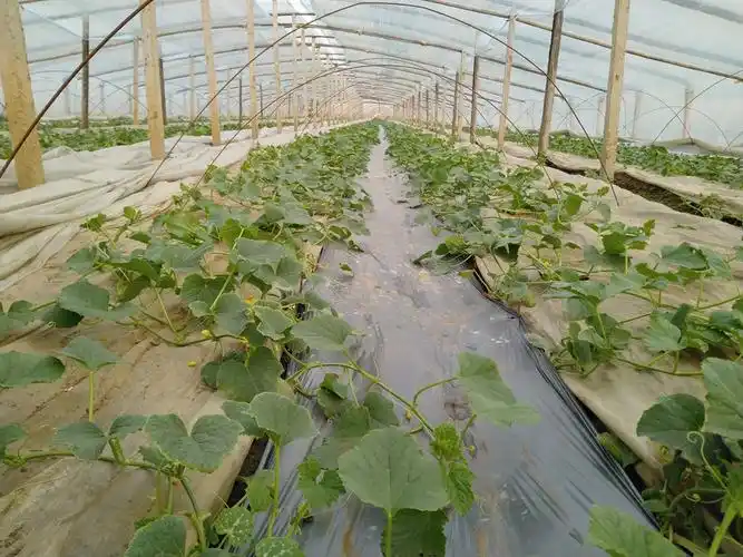 随手拍摄影团-甜瓜秧_随手拍-联想社区