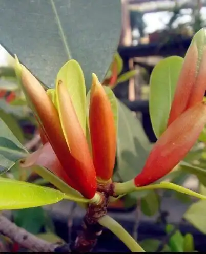 橡皮树开花吗橡皮树如何防治虫害