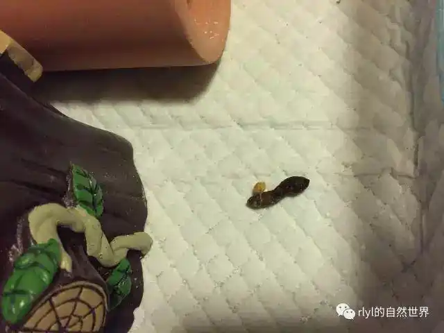 正常的大便是一粒白带一粒黑的,白色的是尿酸,黑色的是消化物.