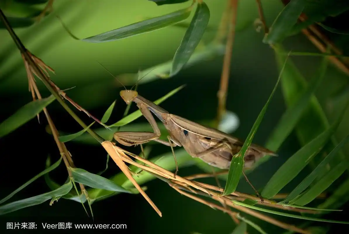 竹叶中的螳螂