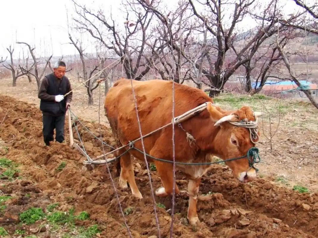 犍壮的黄衫客, 曾将土地深耕细耙, 笨重身驱拉着犁子, 锄去杂草与麦茬