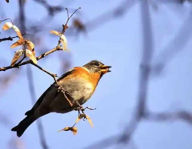 虎皮燕雀吃什么 虎皮燕雀吃什么为食
