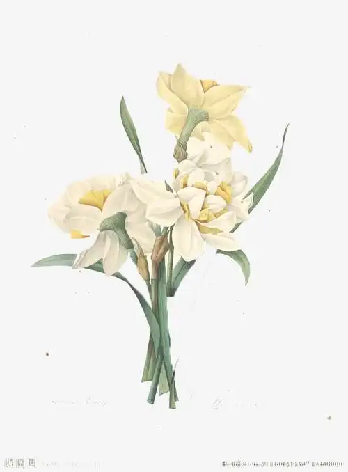 关键词 : 风信子,美丽,手绘,芳香,花朵,植物,绿色,叶子,手绘风信子,&