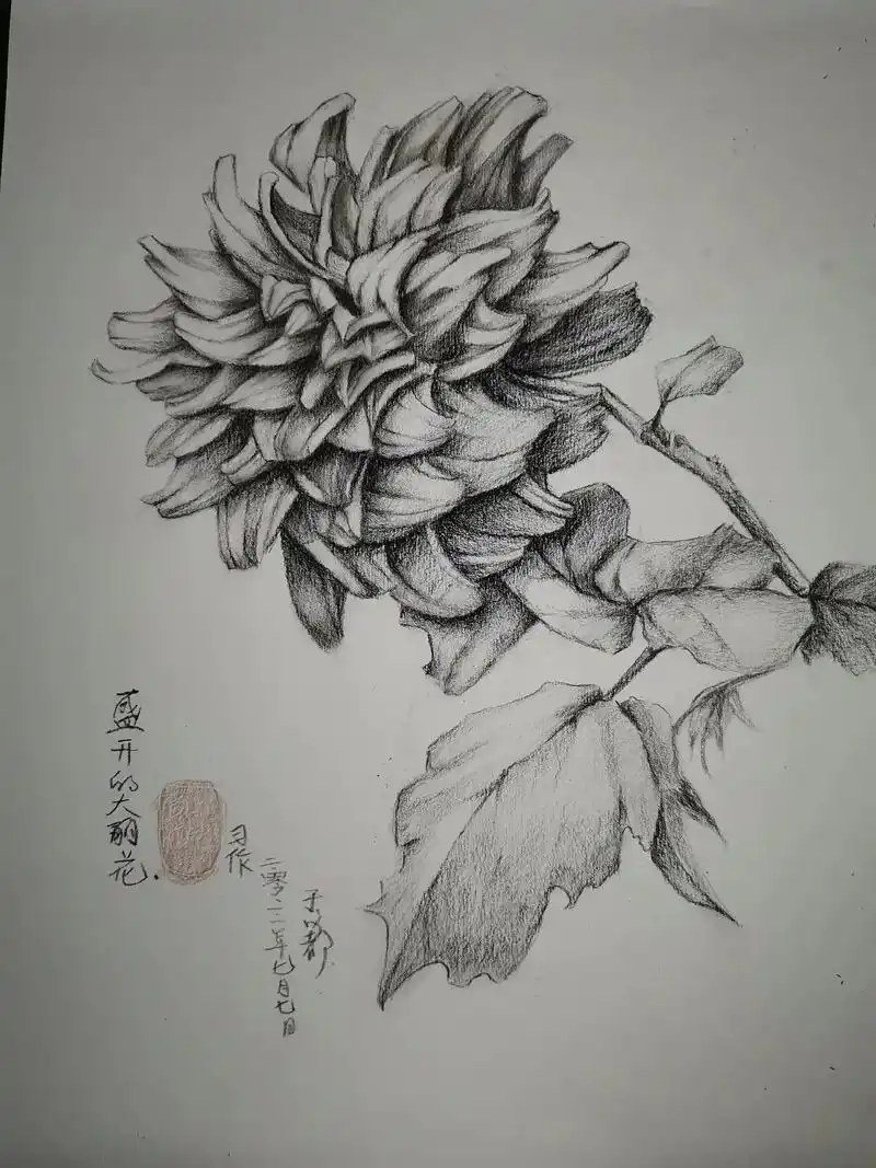 素描花卉手绘巜盛开的大丽花》#记录精彩瞬间 #感谢各位粉丝 - 抖音