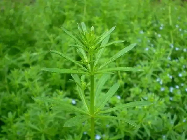 农村的一种草猪吃了生病,入药清热解毒利尿通淋主治肺热咳乳腺炎