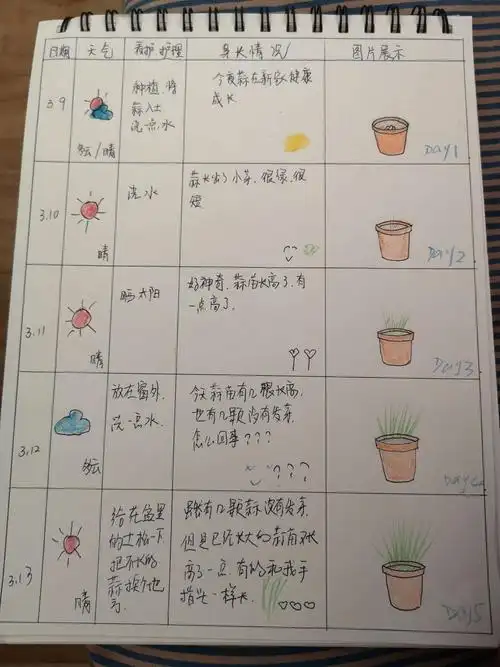 从我的观察表中就可以清楚的看到蒜宝宝的变化啦!