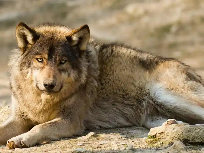 狼,捕食,休息 壁纸 - 1920x1440