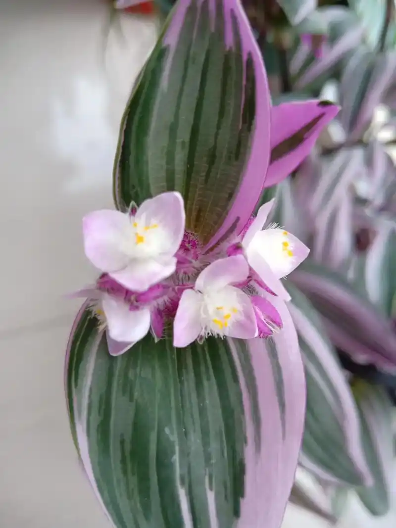 自己精心呵护的油画吊兰开花了,很可爱. 女儿被封学校一个多月 - 抖音