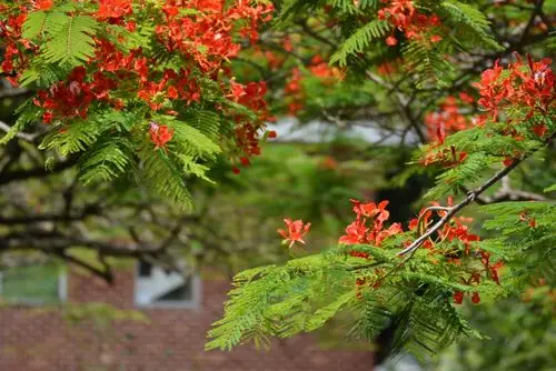 凤凰花又开……献给即将毕业的深圳中学高三同学们.