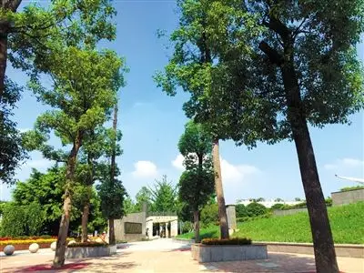 青白江区城市森林和谐广场 提档升级 "颜值"大增
