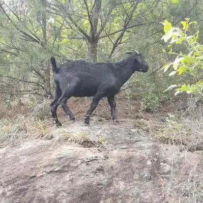 湖北黑山羊种羊产地行情