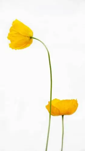 唯美鲜花白色背景