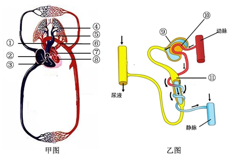 泌尿系统的组成 肾脏【推荐3】下图为血液循环模式图和尿液的形成过程