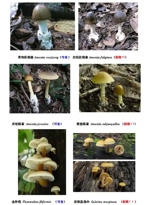 我国野生蘑菇中毒十问十答