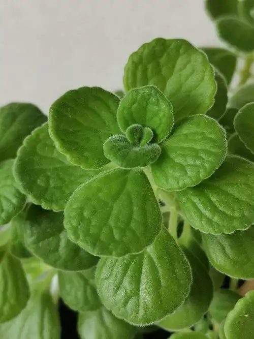 但是有的花友就觉得碰碰香的这种香味有点上头,更像是青草收割之后的