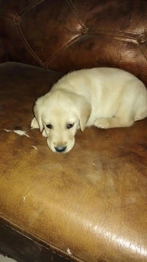 大家帮忙看看我家小金毛纯不纯,刚一个月