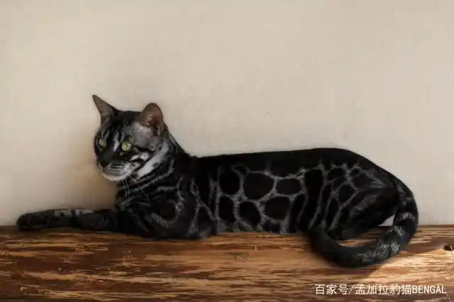孟加拉豹猫的起源