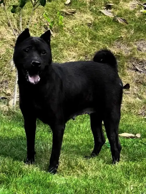 潮汕大头狗品种纯正看家护院