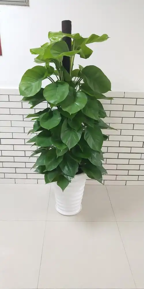 办公室绿植大叶绿萝盆栽净化空气