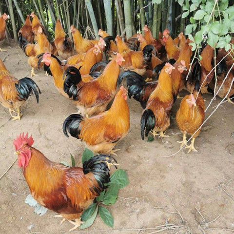 顺丰发货阉鸡回活苗 快大三黄鸡 脱温九斤黄红毛鸡k9鸡苗五黑鸡麻鸡