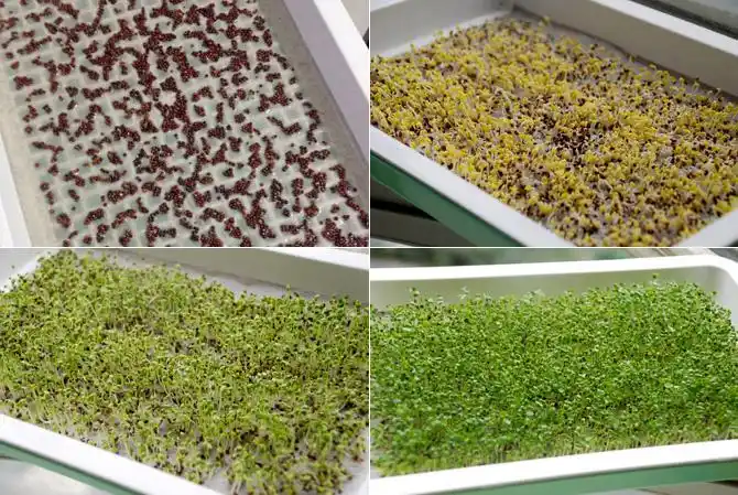 阳台鸡毛菜怎样种植