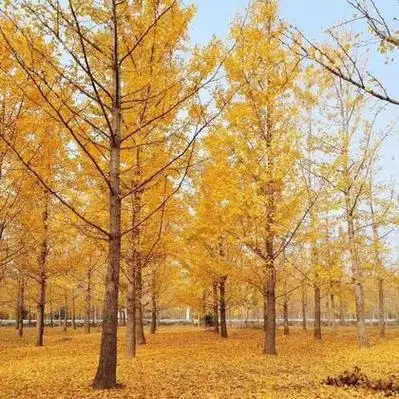 徐州银杏树价格行情走势 - 一亩田