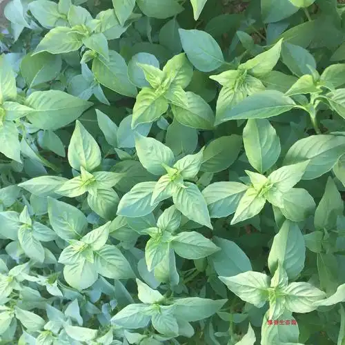 净重中国大陆2斤新鲜荆芥芥菜现摘发货大叶其它