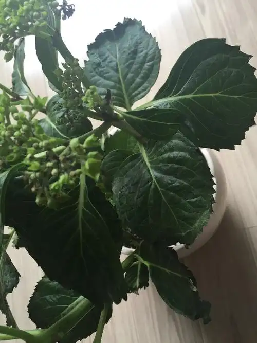 八仙花八仙花叶子干枯子干枯,花焉了谢了是怎么回事,花苞发黑,怎么办