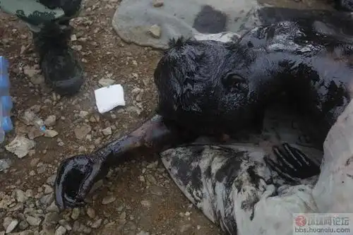 [贴图]摄影师334秒记录大连清污消防员牺牲全程