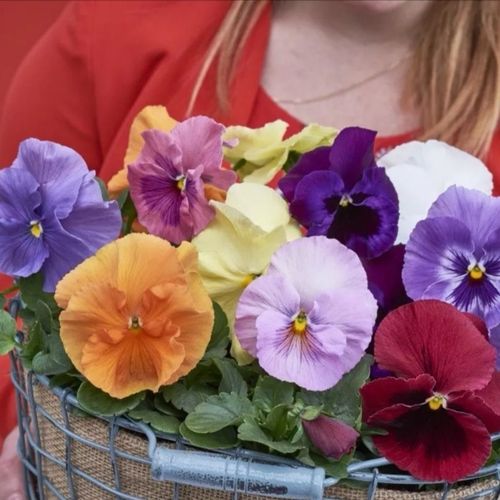 三色堇盆栽 角堇盆栽  大花  耐寒花卉 不怕冷 开花时间长 花多