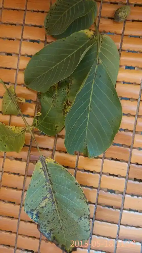 核桃炭疽病怎么治疗?请教高人