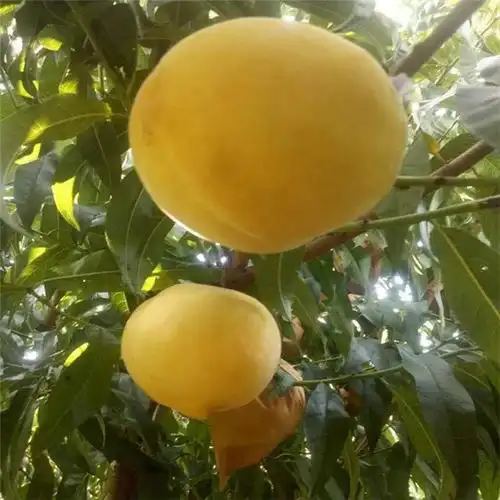 新世纪2号桃苗苗木基地