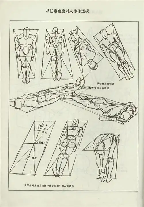 素描人体结构比例