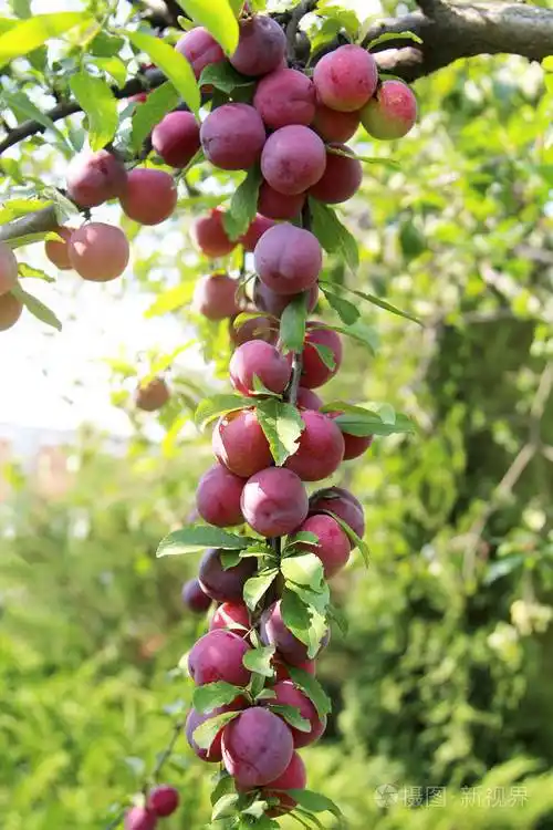 在花园里的树枝上的大成熟李子