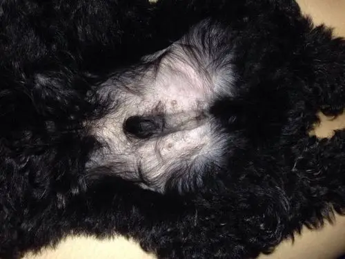 吃饭,便便都正常,便便黑褐色