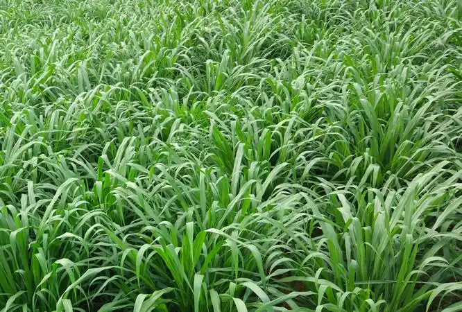 台湾甜象草的利用价值高