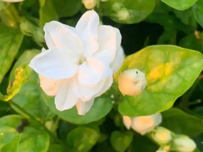 广西重瓣茉莉普双