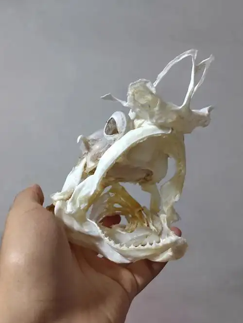 头骨和原本样子完全不一样的鲨鱼