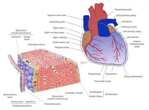 心包液外泌体富含心血管源mirnas具有促进血管新生的功能