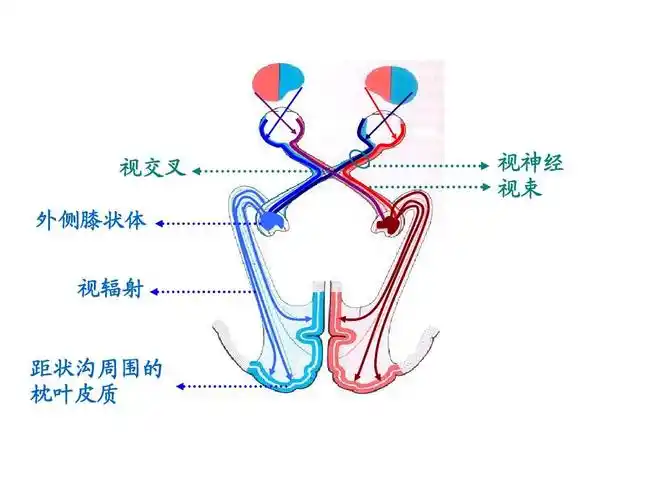 视交叉 外侧膝状体 视辐射 视神经 视束 距状沟周围的 枕叶皮质