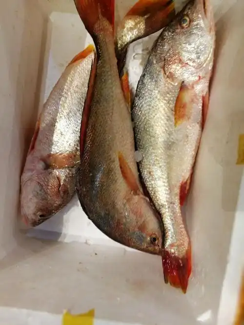 泉州新华都给你送大鱼啦,祝您年年有余,欢迎大家预订选购!