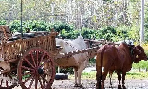 木轮牛拉车"咿咿呀呀"缓缓前行于我高台子上的老屋旁