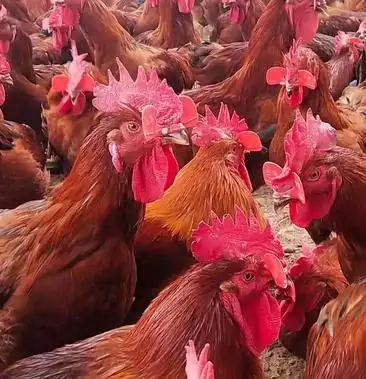 [红公鸡批发]140多天纯红玉380 均重7斤价格9.00元/斤 - 一亩田