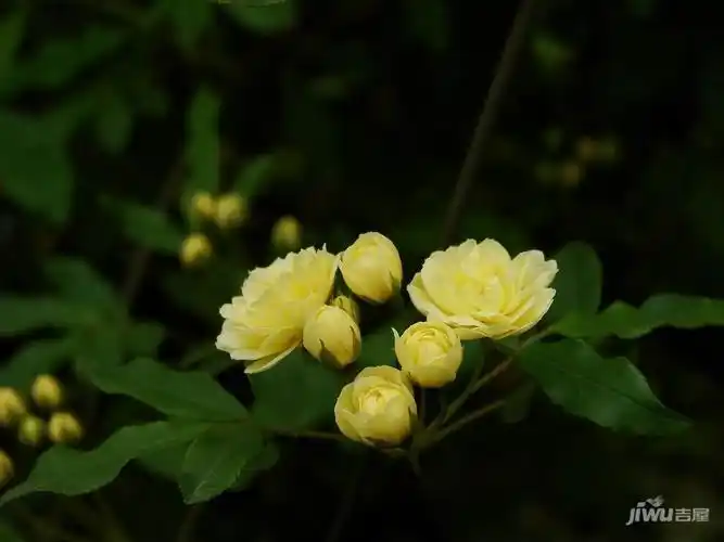 木香花图片大全 如何种植木香花