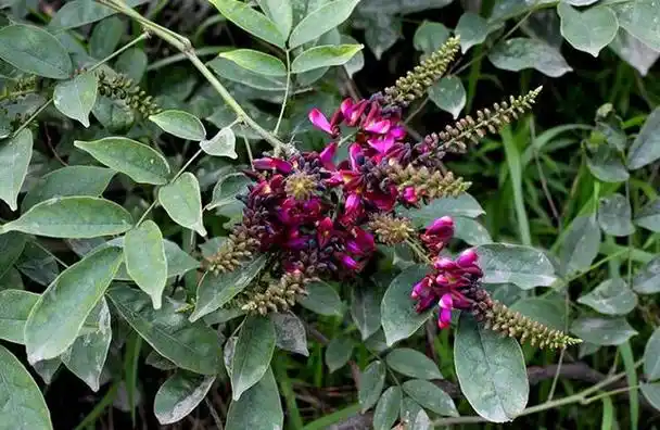 农村这植物叫鸡血藤对于女性身体有帮助遇见请珍惜