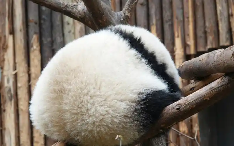 【胖哒高能时刻】和花:幸好屁股肉多,不然就摔疼了