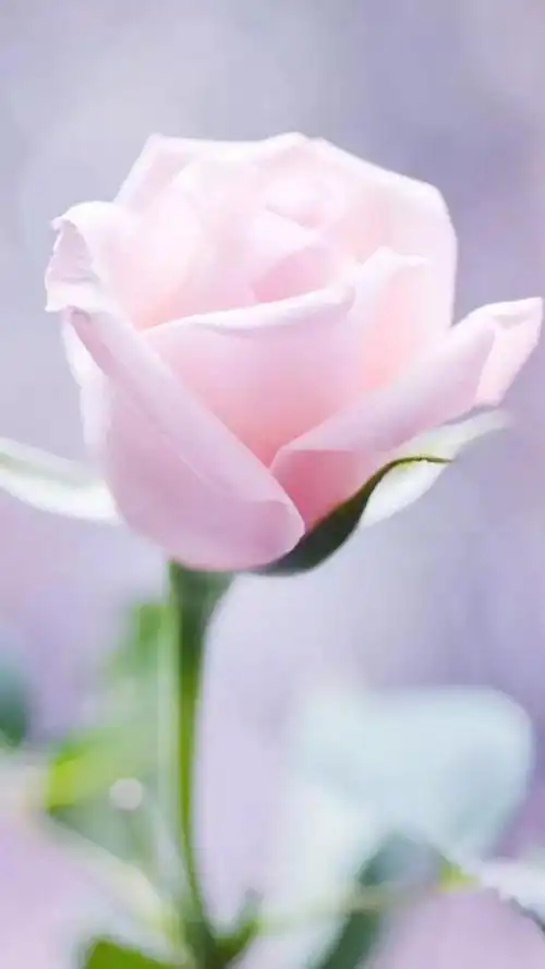 唯美玫瑰花壁纸,唯美玫瑰花壁纸图片(娇艳唯美的玫瑰花壁纸)