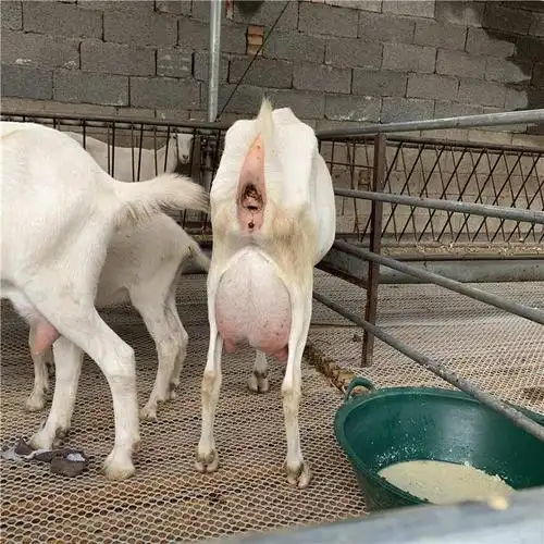 萨能奶山羊技术指导杂交萨能奶山羊奶山羊报价